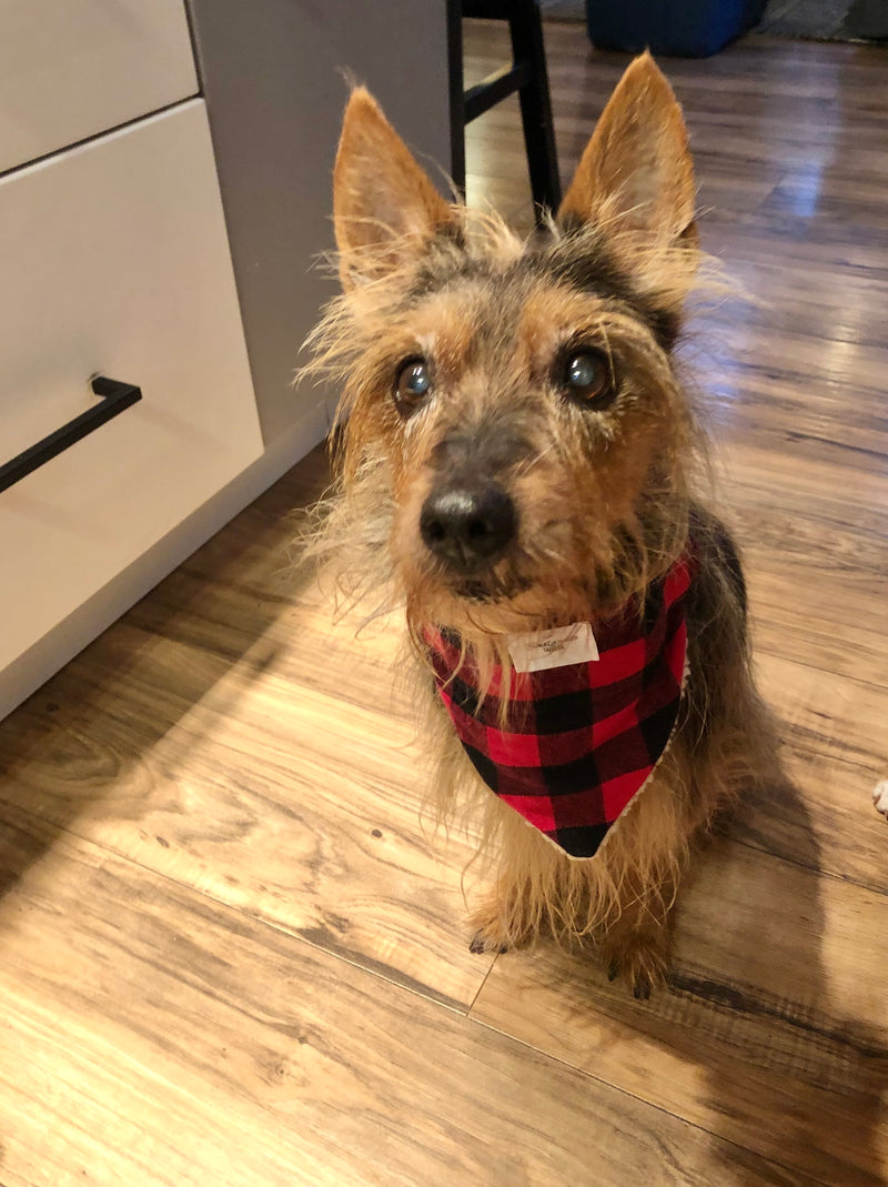 Sherpa Lined, Flannel Over the Collar Bandana - for Dogs